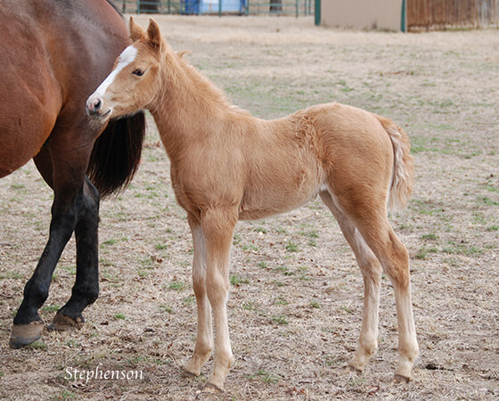 CD Diamond x Bearly Nuf Taz - 2018 Filly